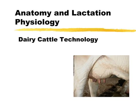 Anatomy And Physiology Of Mammary Gland Cow All About Cow Photos