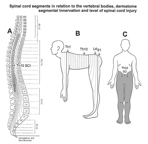 A Spinal Cord Segments And Their Relation To The Vertebral Bodies Download Scientific Diagram