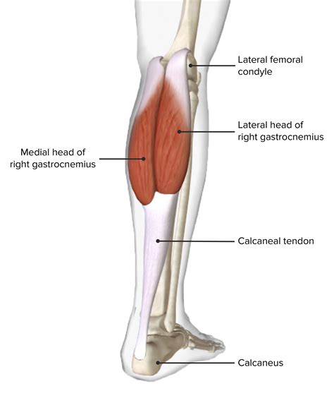 Popliteal Fossa: Anatomy | Concise Medical Knowledge
