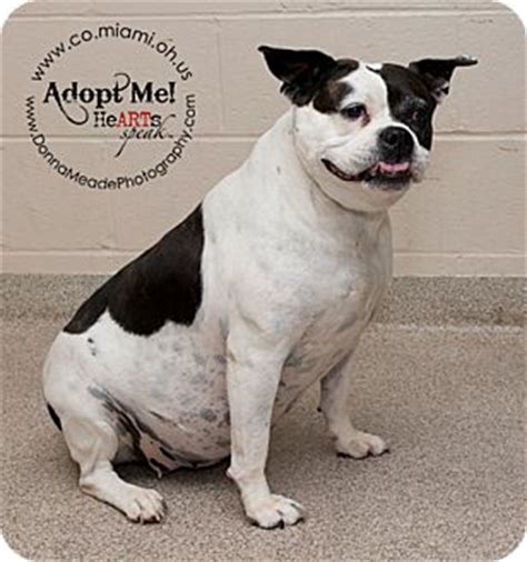 Magnolia | Adopted Dog | 996d | Troy, OH | Boston Terrier/Bulldog Mix