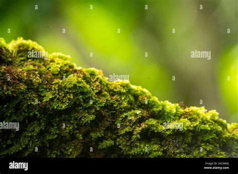 The Tree Bark Covered With Green Moss In The Temperate Rainforest