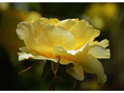 Types of Yellow Rose Bushes to Brighten Up Your Garden - Harvest Indoor