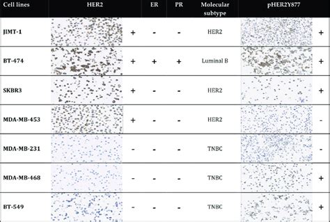 Brest Cancer Cell Lines Description Breast Cancer Cell Lines Selected