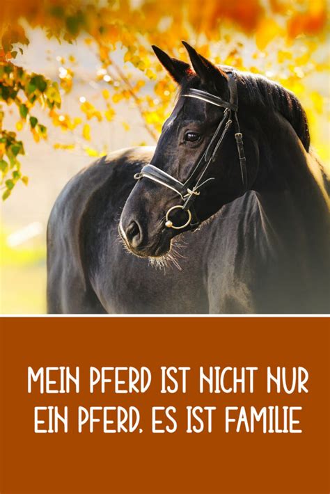 Sch Ne Lustige Pferdespr Che Zitate Und Weisheiten