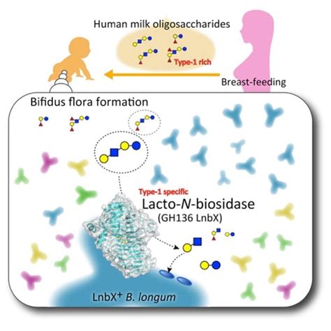 Aleitamento Materno E Microbiota Intestinal Gastroclinic