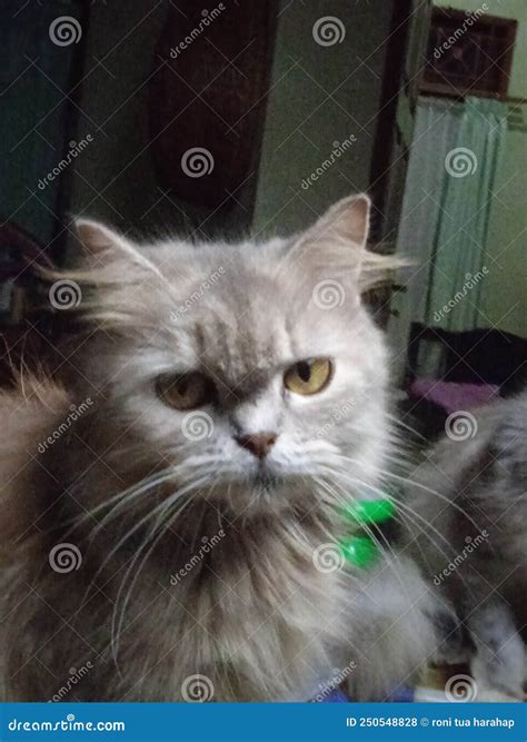 Smokey the cat stock photo. Image of whiskers, animal - 250548828