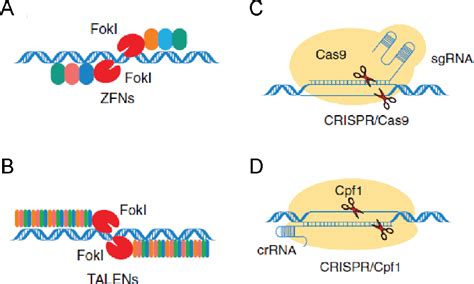 Figure 2 From Application Of Synthetic Riboswitches For Regulation Of