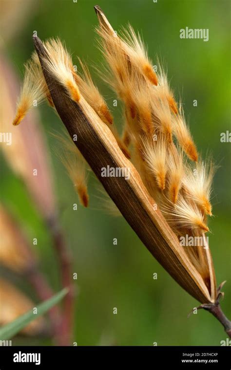 Follicles and seeds of oleander (Nerium oleander Stock Photo - Alamy