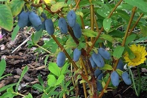 Jagoda kamczacka Duet Lonicera caerulea var kamtschatica sprawdź ceny