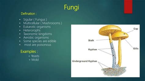 Classification Of Fungi Ppt