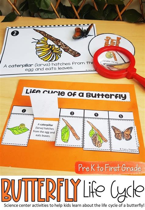 Butterfly life cycle science center activities – Artofit