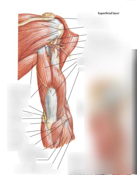 Arm Muscles Posterior View Superficial Layer Diagram Quizlet