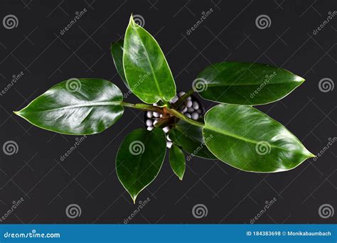 Top View Of Tropical `philodendron Imperial Green` House Plant On Black