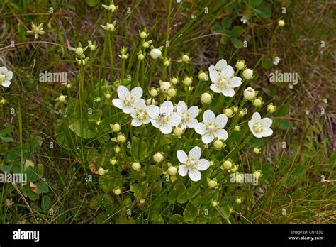 Marsh Grass Of Parnassus Parnassia Palustris Blooming Germany Stock