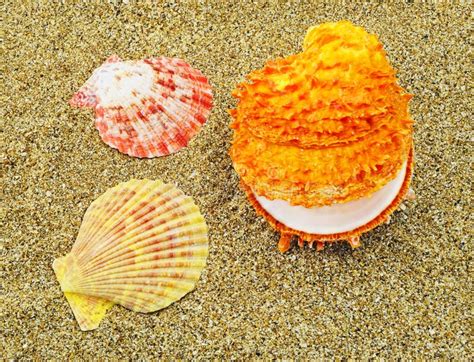 Three Colorful Seashells Stock Image Image Of Natural 35232983