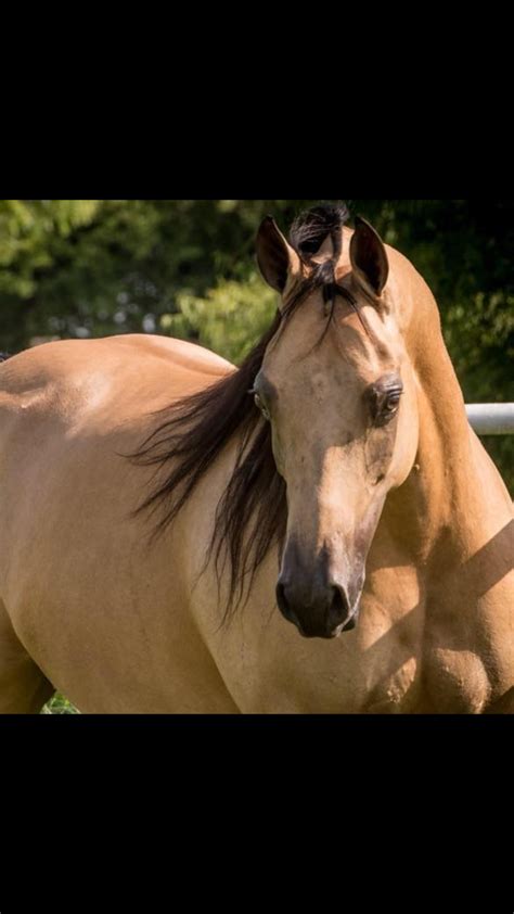 Buckskin Arabian Horses