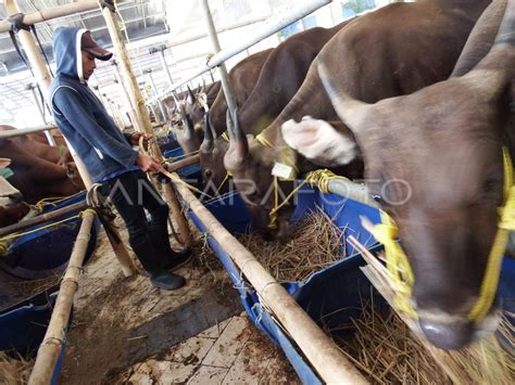 PERMINTAAN SAPI KURBAN ANTARA Foto