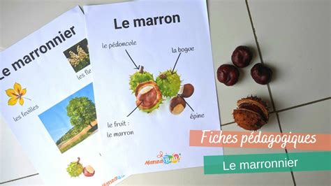 Fiche pédagogique sur le marronnier d inde ManzaBull