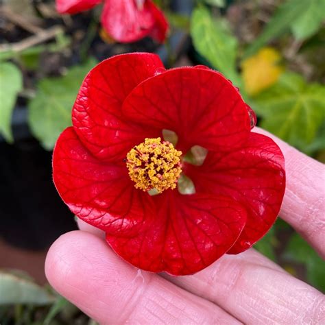 Abutilon Nuabred Lucky Lantern Series Syn Abutilon Lucky Lantern