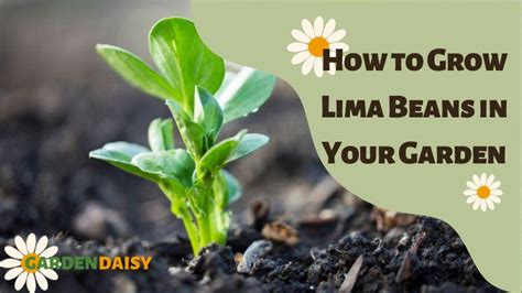 How To Grow Lima Beans In Your Garden Garden Daisy