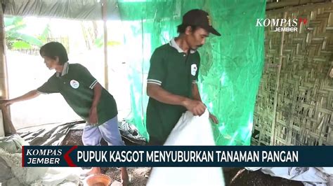 Pupuk Organik Dari Limbah Kasgot Solusi Kelangkaan Pupuk Bersubsidi