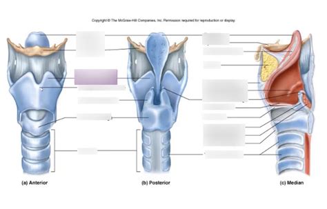 Larynx Structures Diagram Quizlet