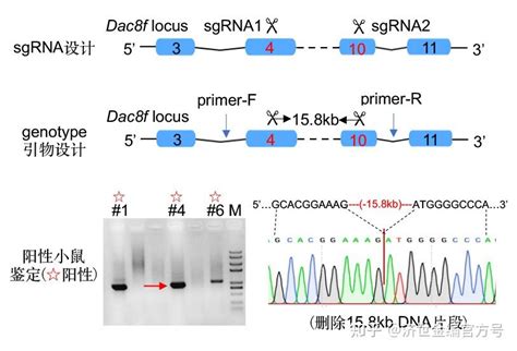 如何鉴定基因敲除效果？ 知乎