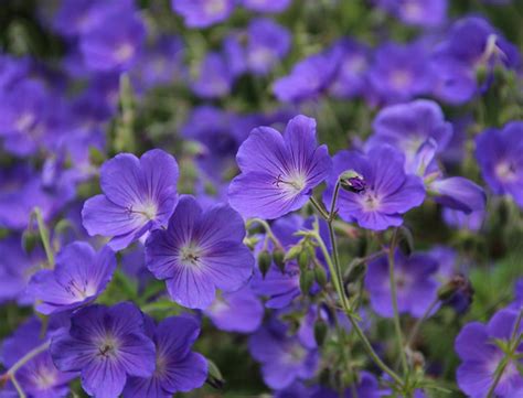 Hardy Geranium Guide How To Grow And Care For Cranesbill Geraniums”