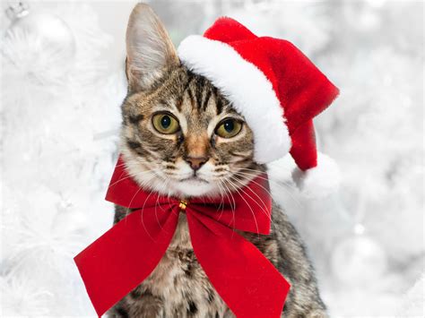 wild animal park christmas 9