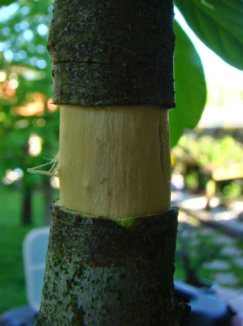 Acodo aéreo en arce negundo Bonsai práctico