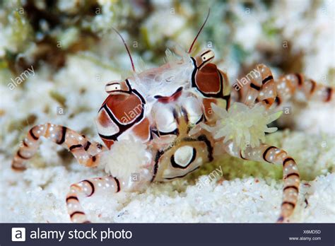 Boxing Crab High Resolution Stock Photography and Images - Alamy