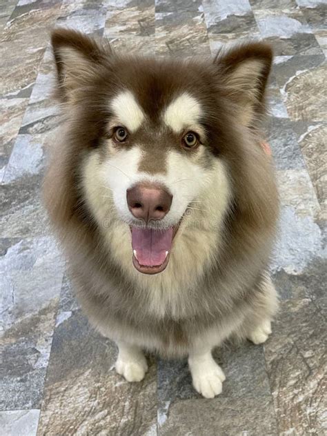 Large Alaskan Malamute Dog With His Toy Stock Image Image Of Husky