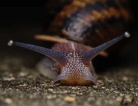 15 Snail Facts About The Slimy Wonder