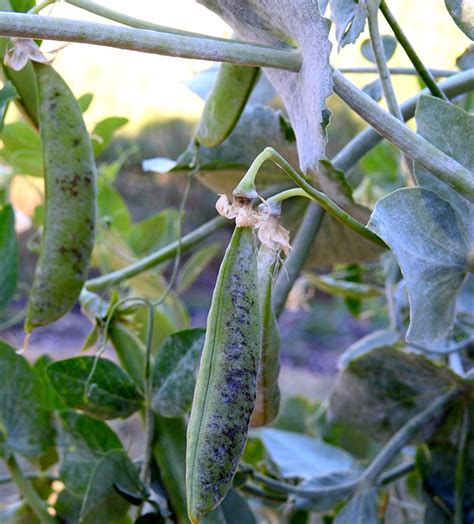 Powdery Mildew On Peas Vegetable Pathology Long Island