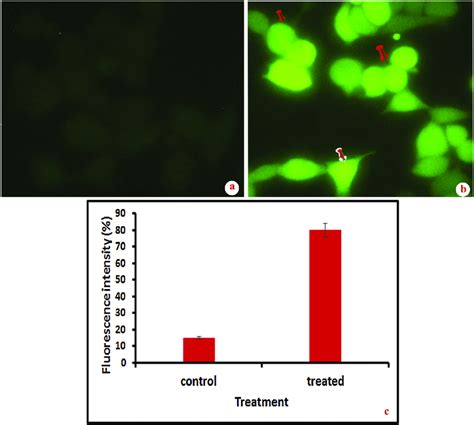 Fluorescence Microscopic Images Of Ros Measurement By Dcfh Da Staining