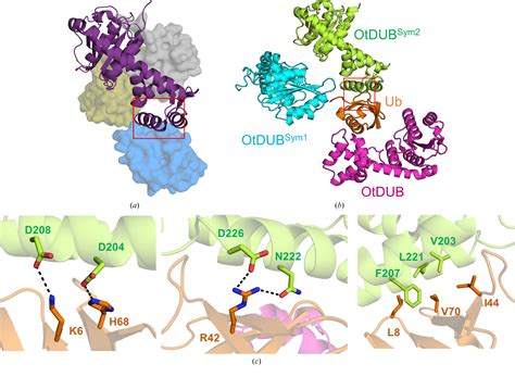 Figure From Cocrystallization Of Ubiquitindeubiquitinase Complexes