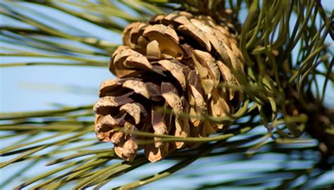 Turning A Pine Cone Into A Tree