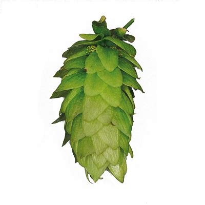 Hoa bia Mittelfruh (3%-6%) HOA BIA THƠM- HOPS - GOLDMALT