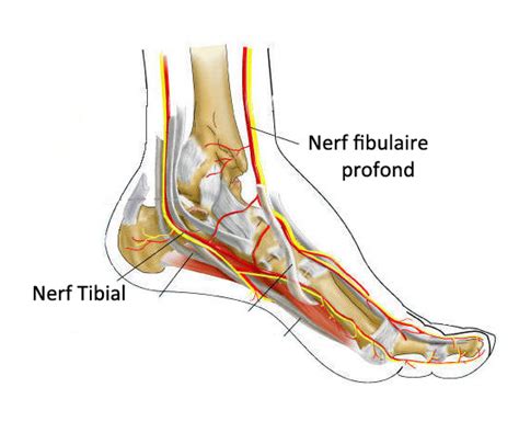 Signe De Tinel Cheville Piriforme