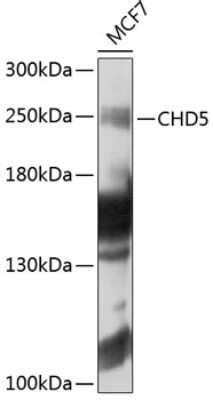 Chd Antibody Bsa Free Nbp Bio Techne