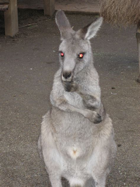 Scary kangaroo "you talkin' to me" | Animals, Kangaroo, Dogs