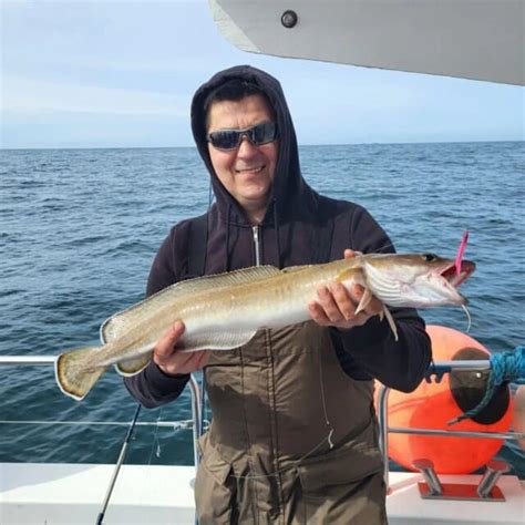 Pollack A Plenty In Galway Bay Fishing In Ireland Catch The Unexpected