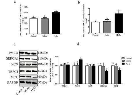 A B Effects Of H 2 O 2 Exposure On The Contents Of Ca 2 C D