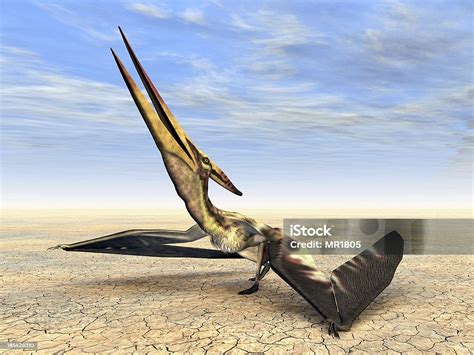 Pterosaur Pteranodon Stock Photo Download Image Now Animal Animal