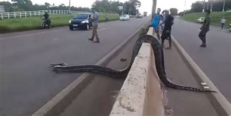 Shocker Huge Anaconda Crossing A Road Causes Major Traffic Photosvideo