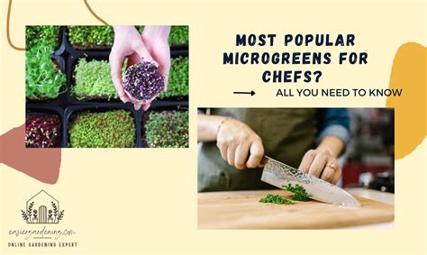 Most Popular Microgreens For Chefs All You Need To Know