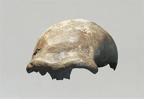 Neanderthal man skull (Homo Sapiens Neanderthalensis) #9561365