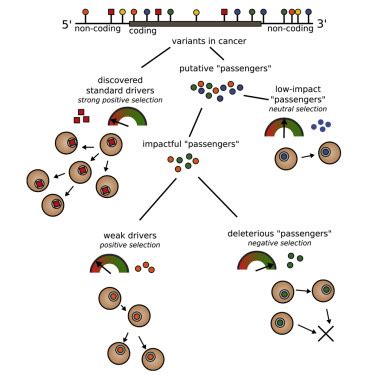 Passenger Mutations In More Than Cancer Genomes Overall