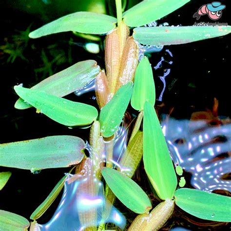 Hygroryza Aristata Aquarium Floating Plant Plant For Sale Aushrimphome Australia Shrimp Home™