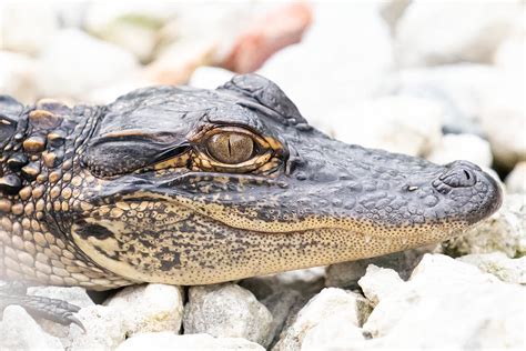 Baby Gator Photograph by Rebecca OBrien - Fine Art America